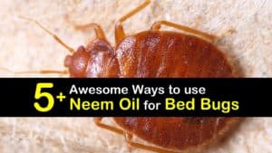 How to use Neem Oil for Bed Bugs titleimg1