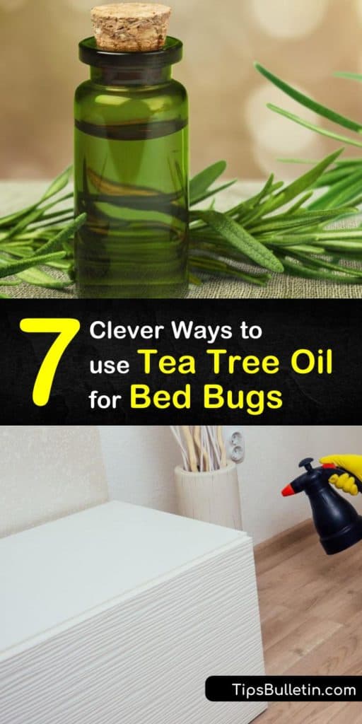 Learn how to use tea tree oil to eliminate bed bugs and soothe their bites. This bed bug repellent and insecticide works best with other home remedies like baking soda and diatomaceous earth. Choose essential oils instead of calling an exterminator. #bedbugs #teatreeoil #essentialoils