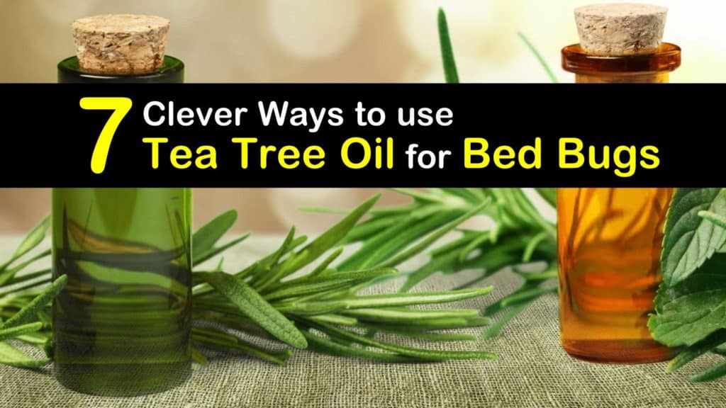 How to use Tea Tree Oil for Bed Bugs titleimg1