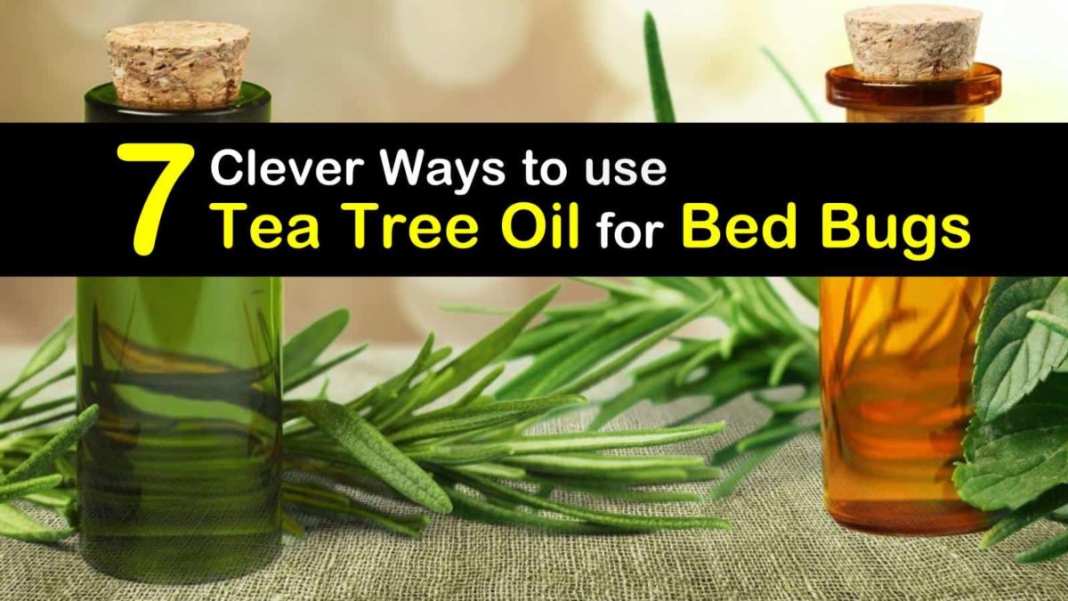 7 Clever Ways to use Tea Tree Oil for Bed Bugs