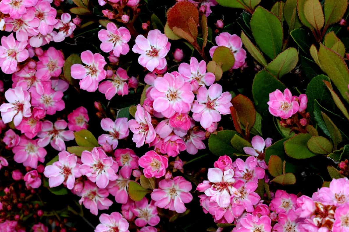 Indian hawthorn grows about two feet a year.