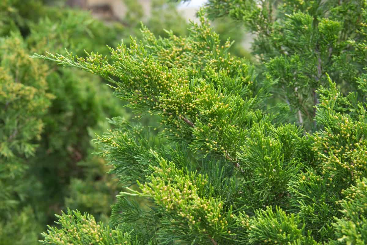 The Italian cypress is a heat-loving evergreen.