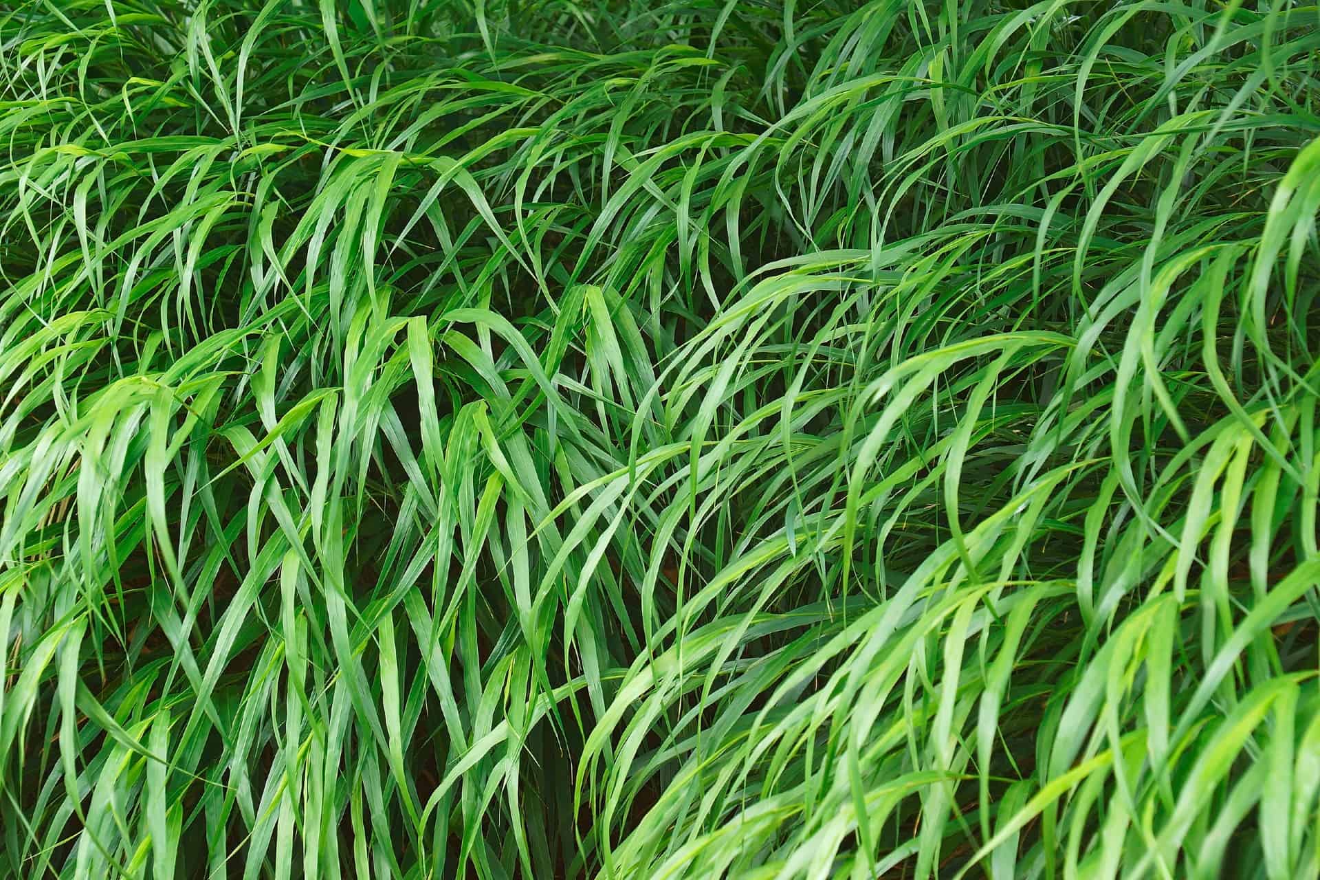 Japanese forest grass is a shade-loving specimen.