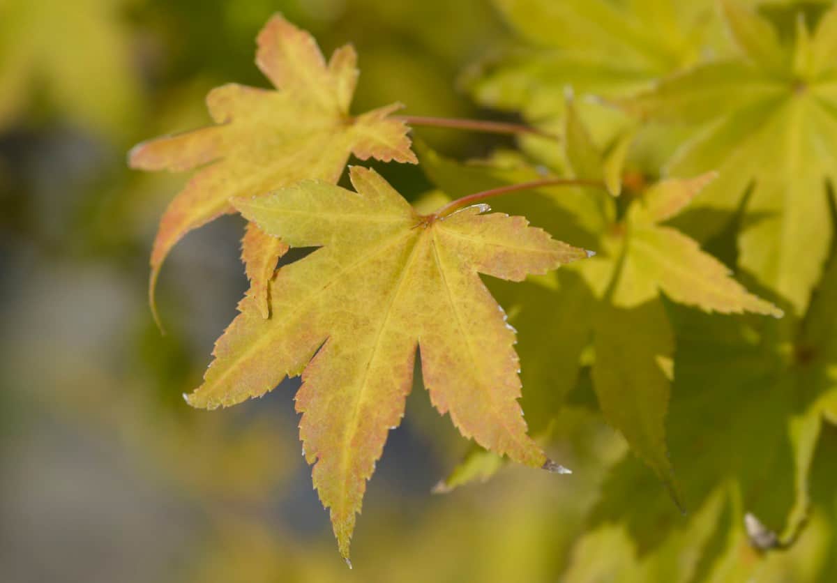 Japanese maples are known for their lacy leaves.