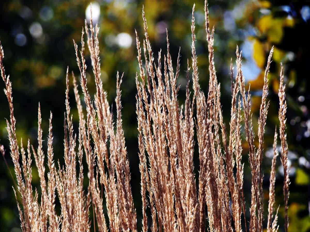 Karl Foerster grass is a favorite cool-season variety.