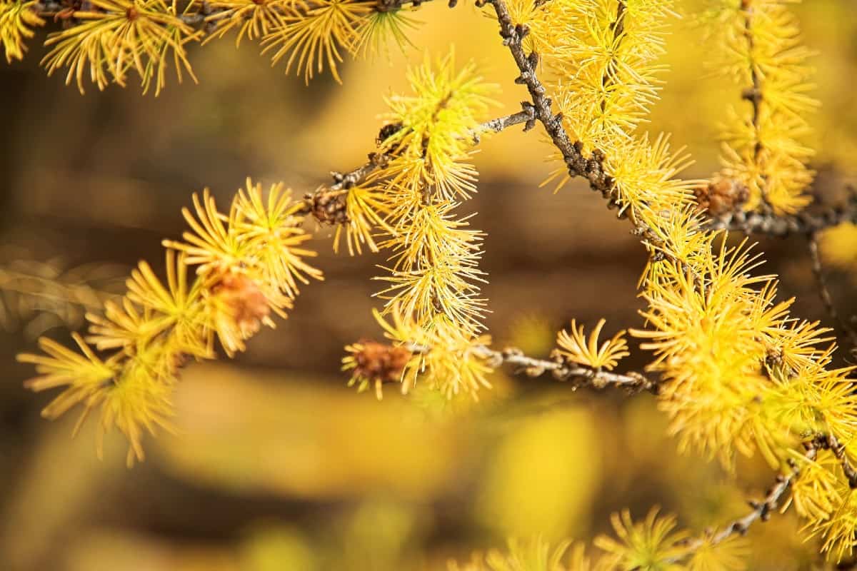 Larches are conifers that can grow to 120 feet tall.