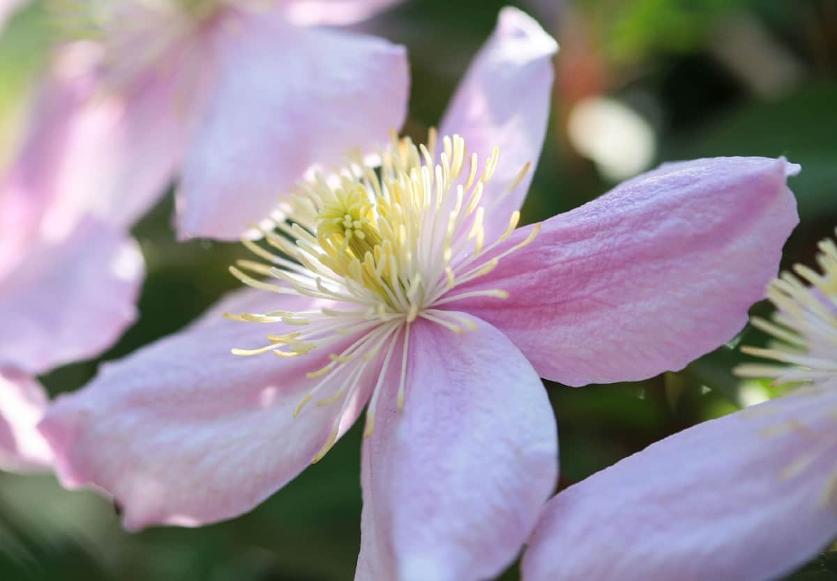 The leather flower is also known as clematis.