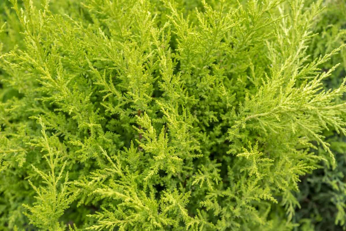 Leyland cypress trees make an excellent windbreak.