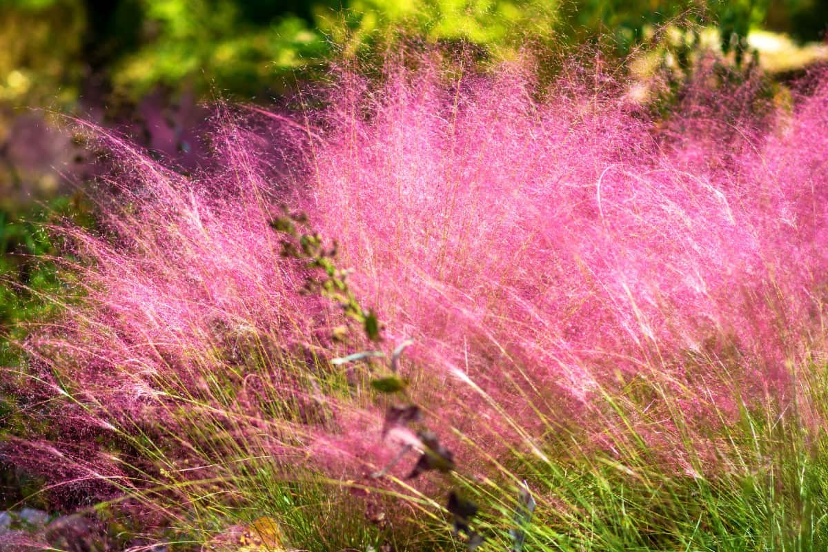 Muhly grass has attractive pink and purple flowers.
