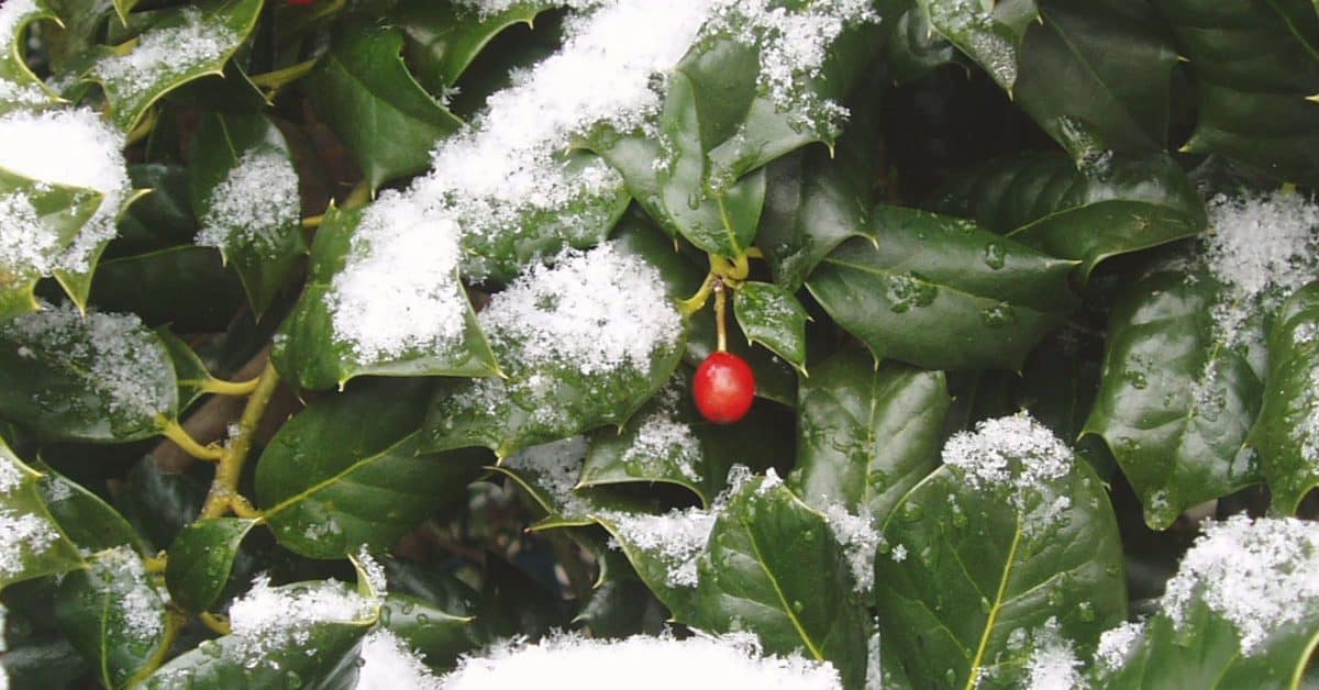 The Nellie Stevens holly is popular for its pyramid shape.