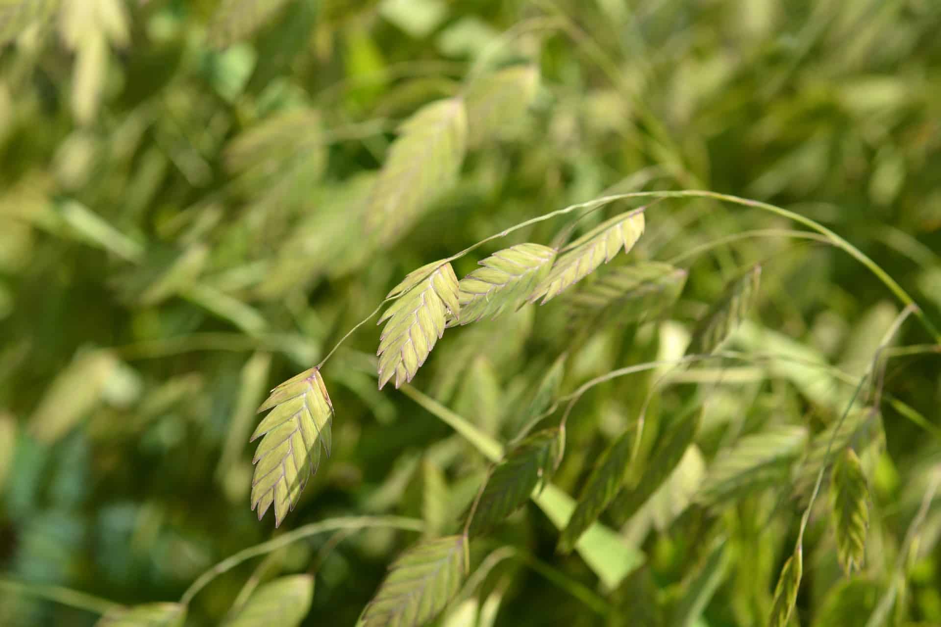 Northern sea oats has attractive spring blooms.