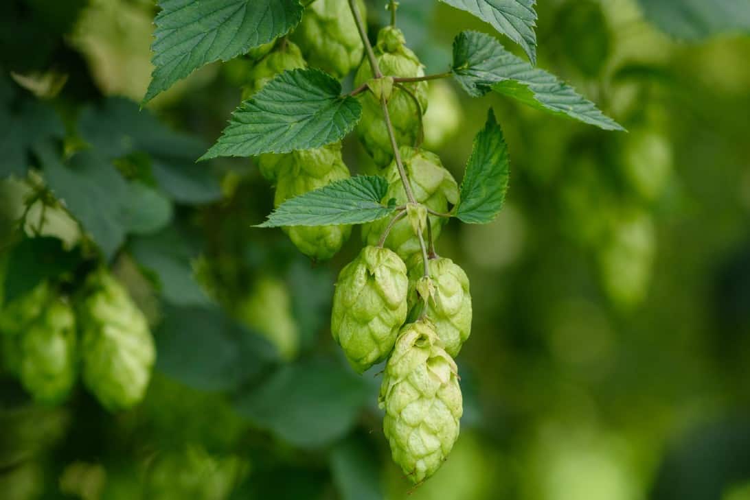 The ornamental hop vine is best known for its fruit used to make beer.