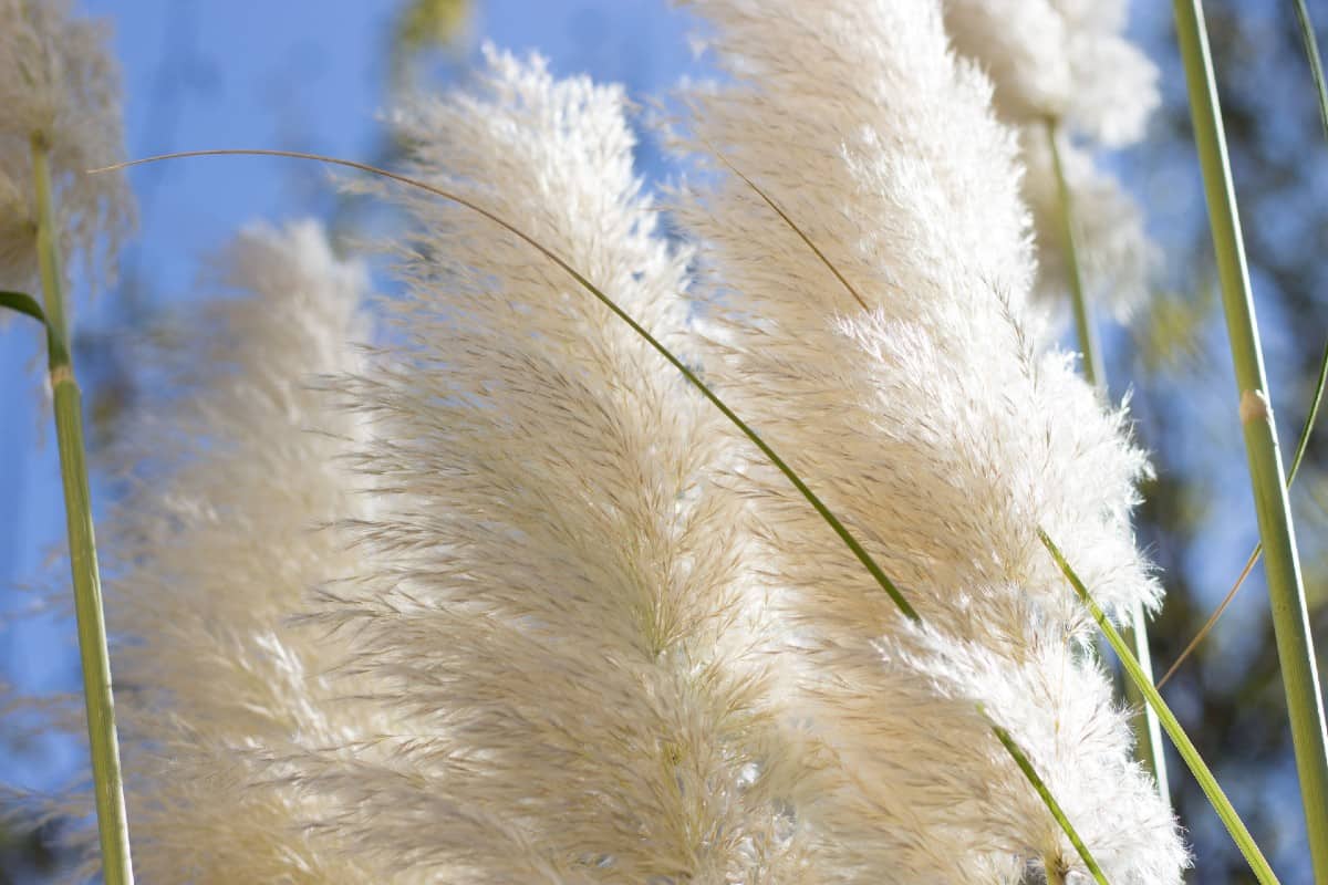 Pampas grass doesn't mind hot summers.