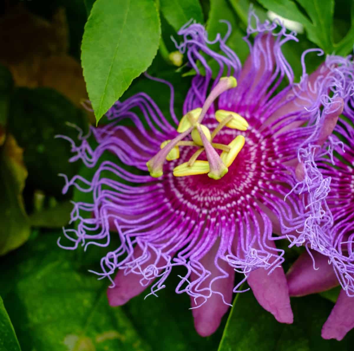 The passionflower is an unusual tropical vine.