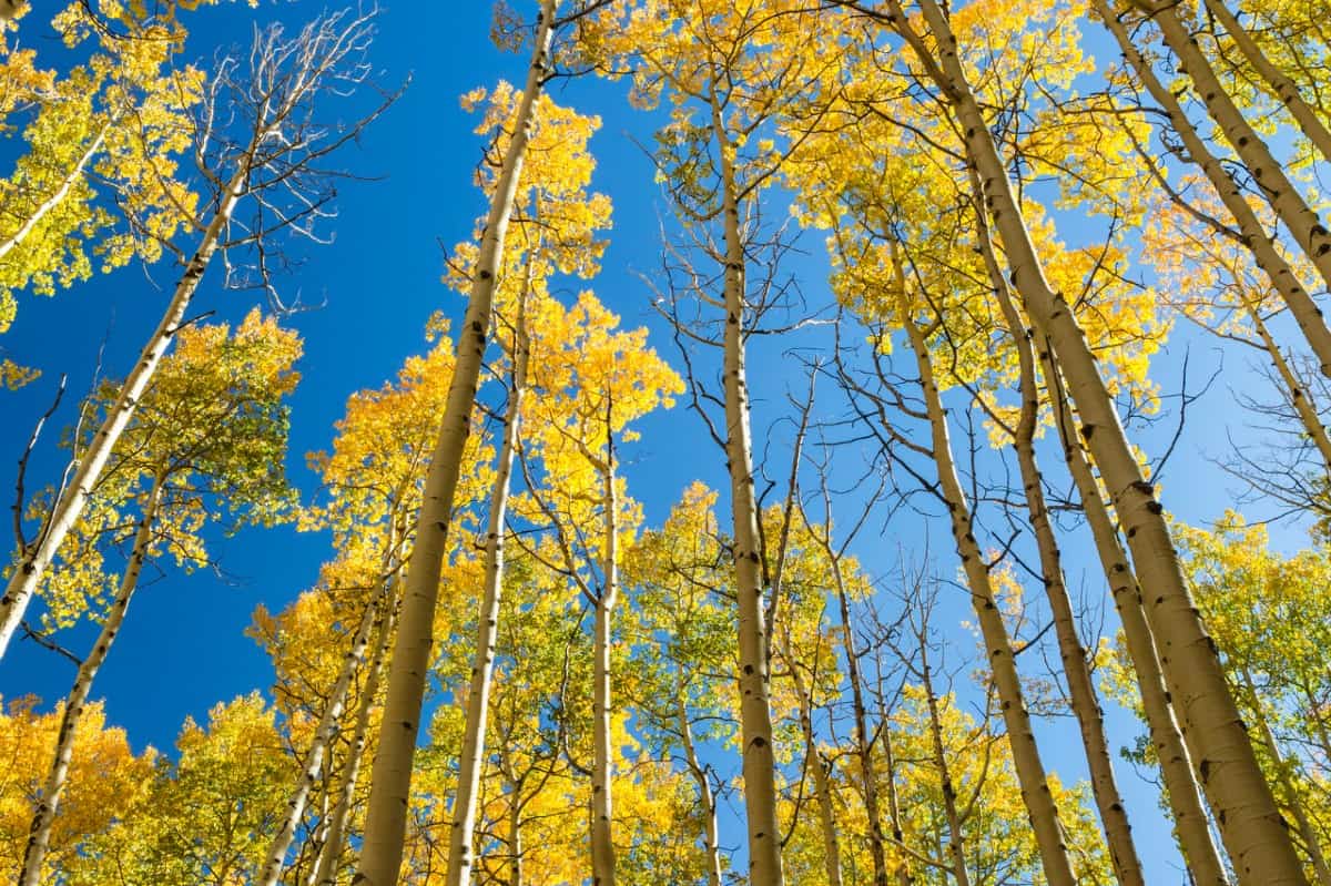 Quaking aspen is Utah's state tree.