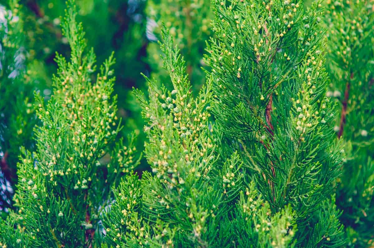 Red cedar trees attract a variety of birds.