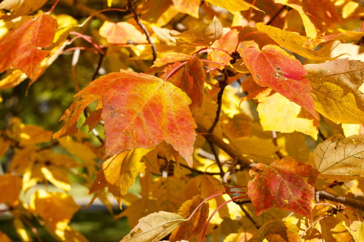 Red maple trees have yellow, red, and orange autumn leaves.