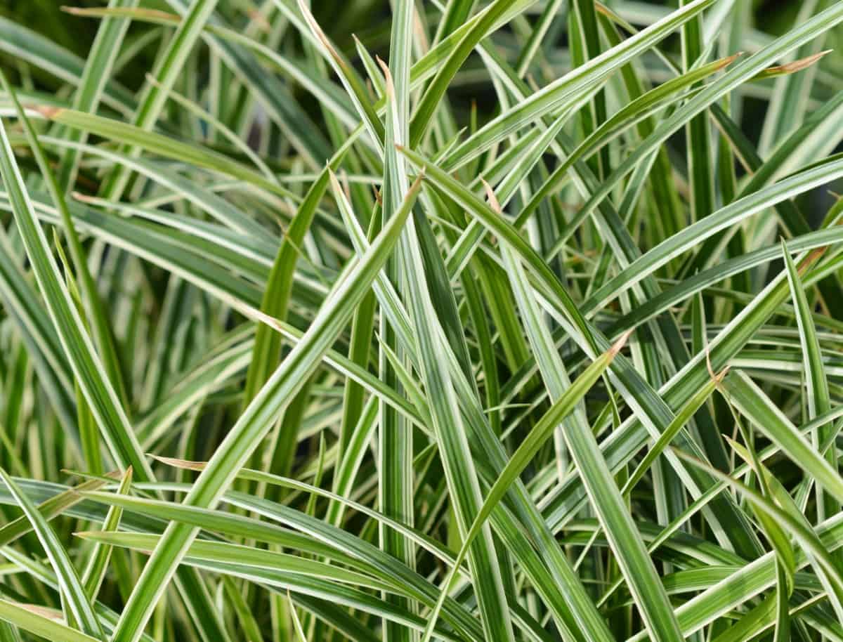 Sedge is a popular spring flowering grass.