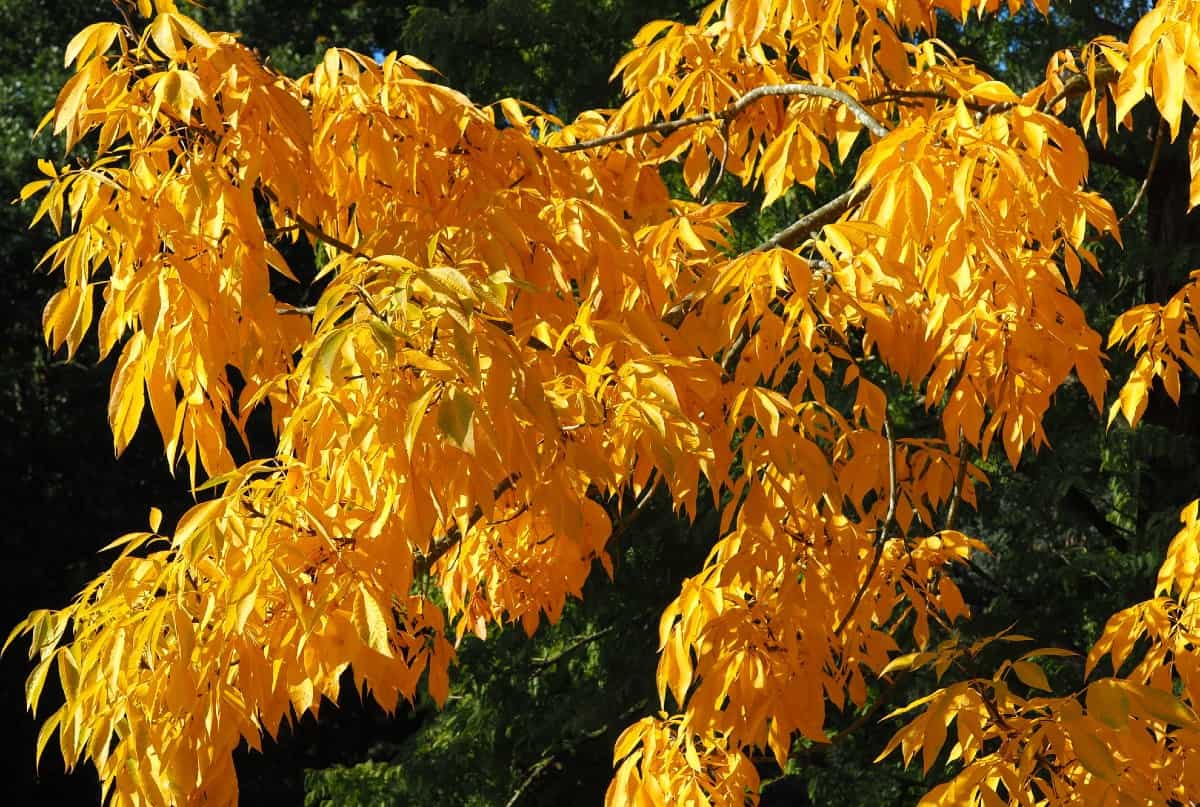 Shagbark hickory trees are known for their highly-grooved silver bark.