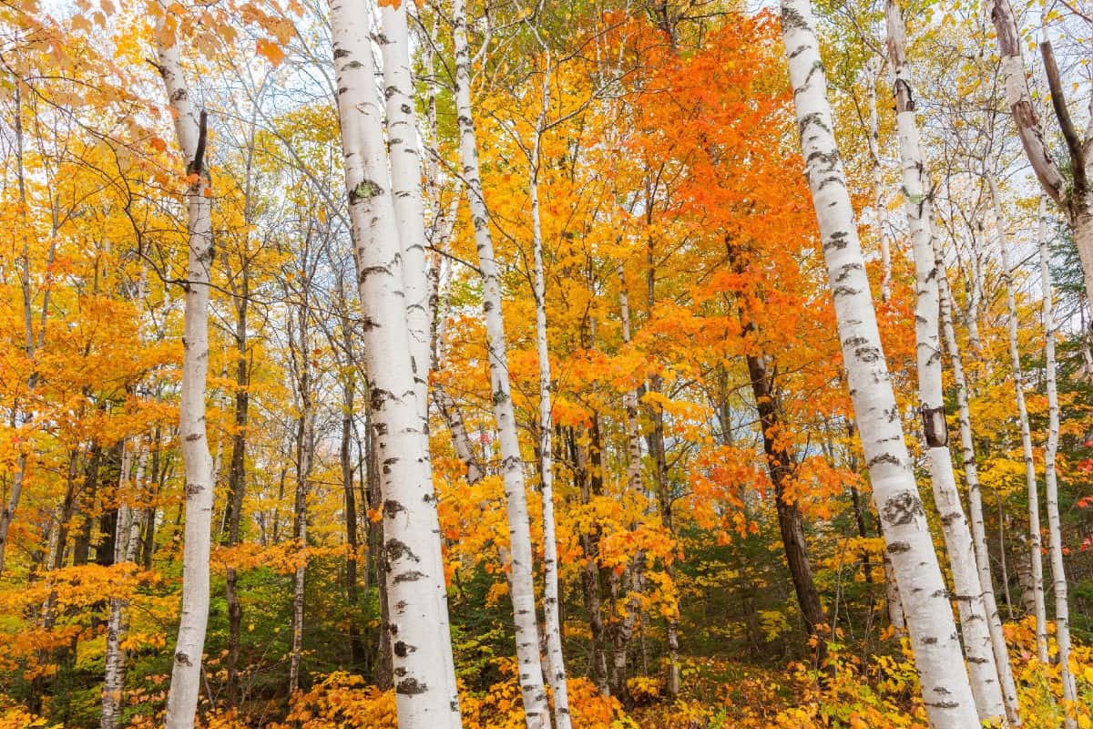 Silver birches are low maintenance.