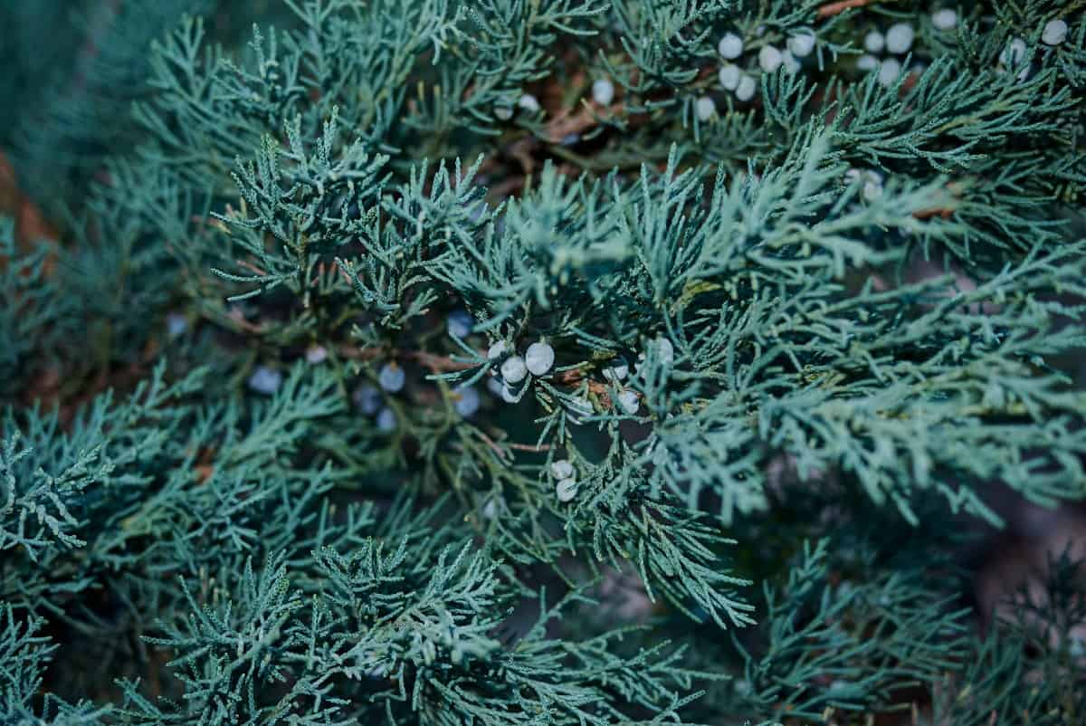 Skyrocket juniper makes an excellent low-maintenance privacy tree.