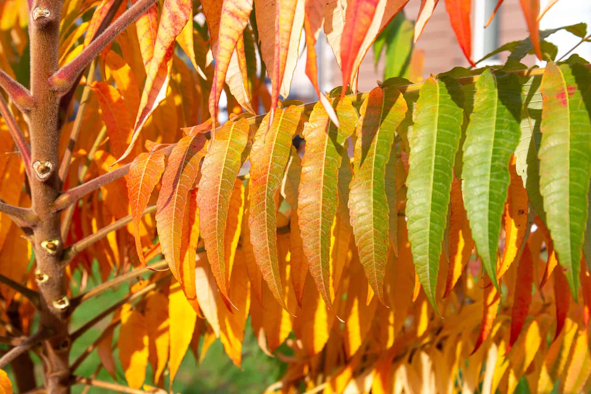 The staghorn sumac is also called the vinegar sumac.