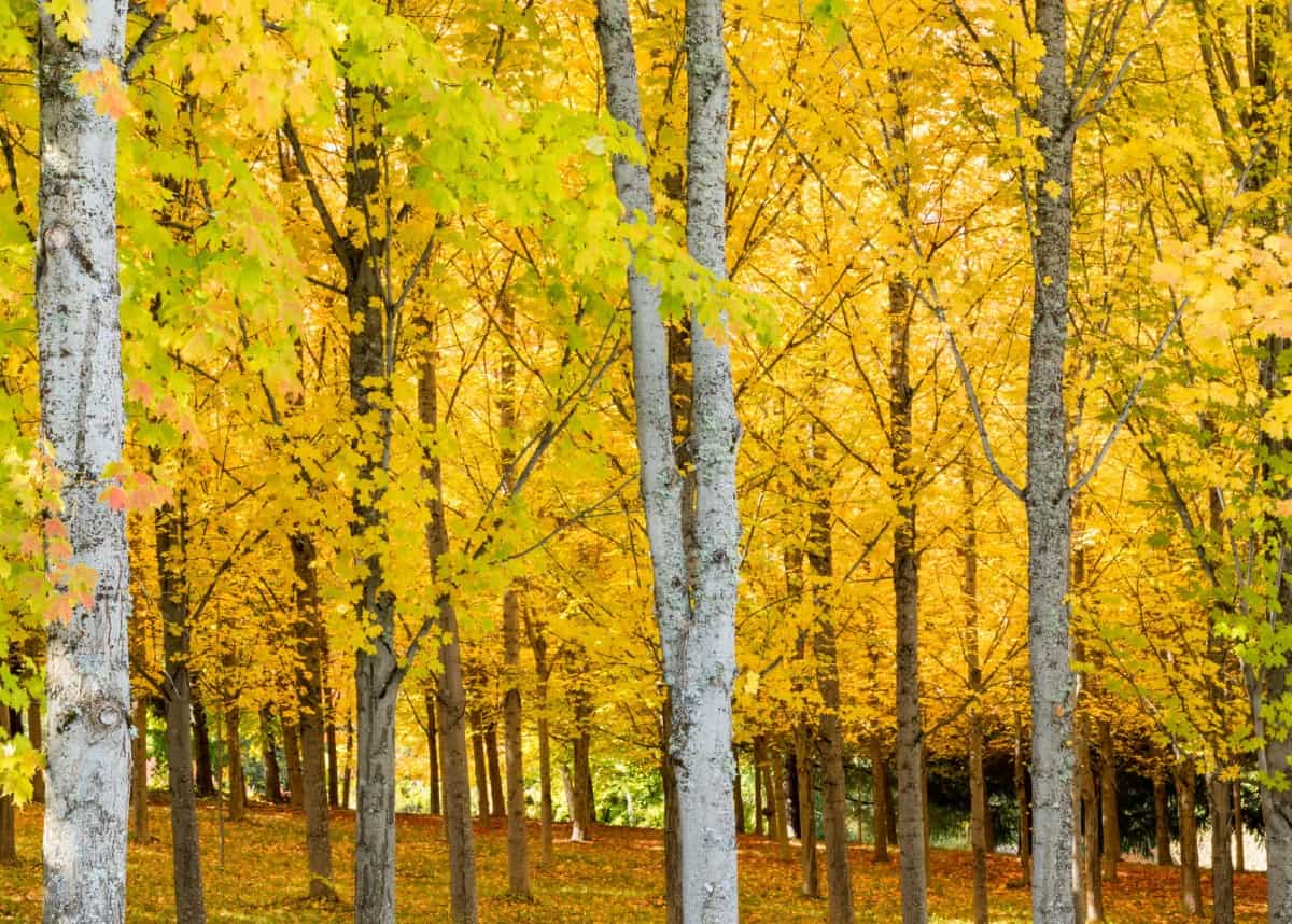 Sugar maple trees form dense crowns of yellow leaves.