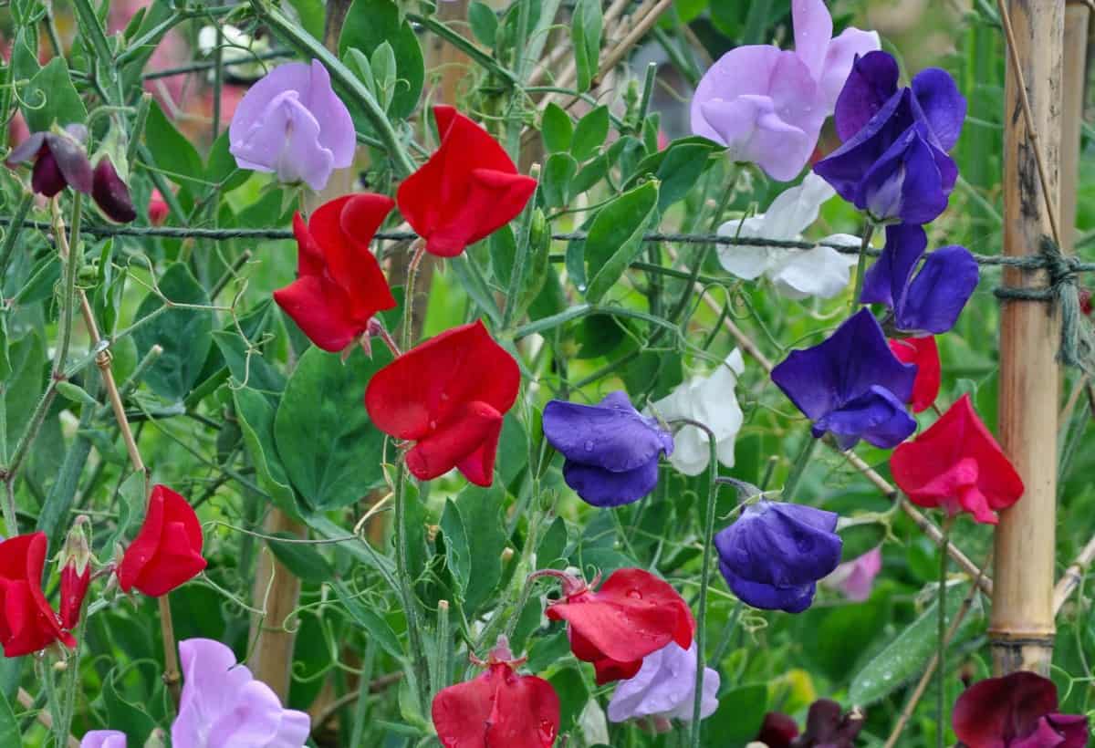 The sweet pea is a low maintenance spring bloomer.