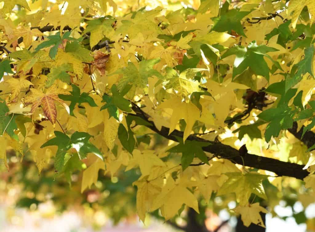 14 Trees with Brilliant Yellow Fall Leaves