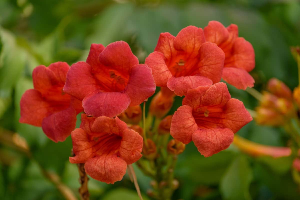 Trumpet vine is an attractive spring blooming vine.