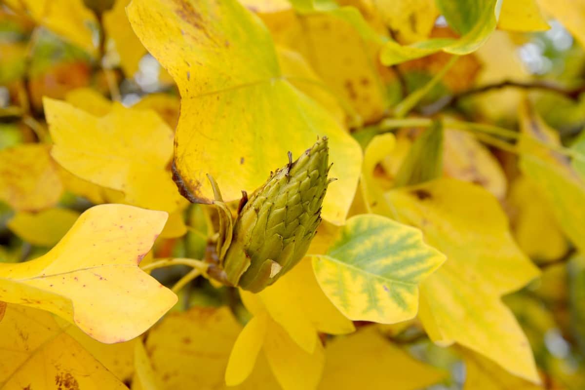 Tulip trees have yellow flowers and yellow fall leaves.