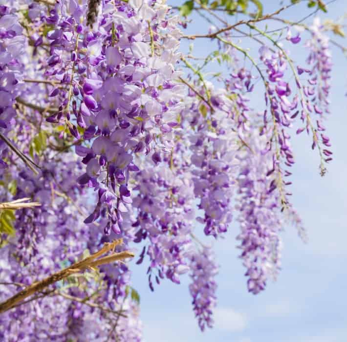 Wisteria is an aggressive grower that can become invasive.