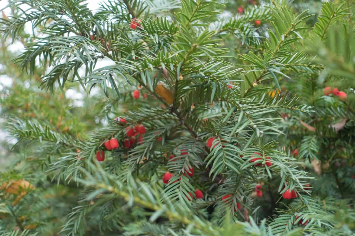 Yew trees make an attractive border or specimen plant.
