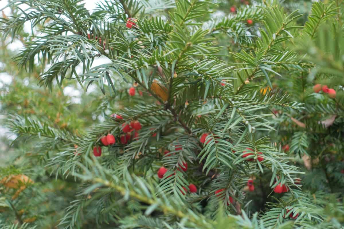 Yew trees make an attractive border or specimen plant.