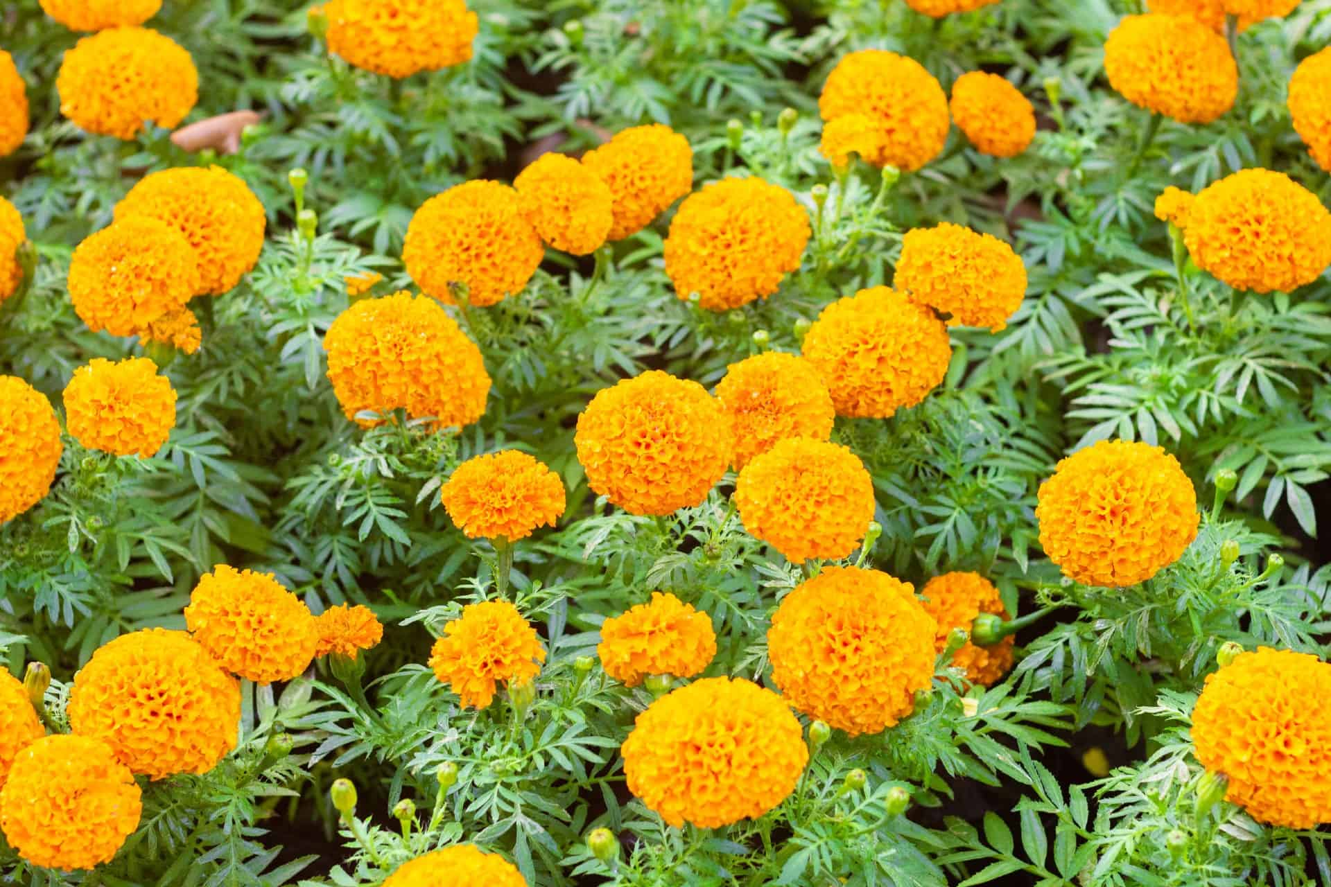 African marigolds produce carnation-like flowers.