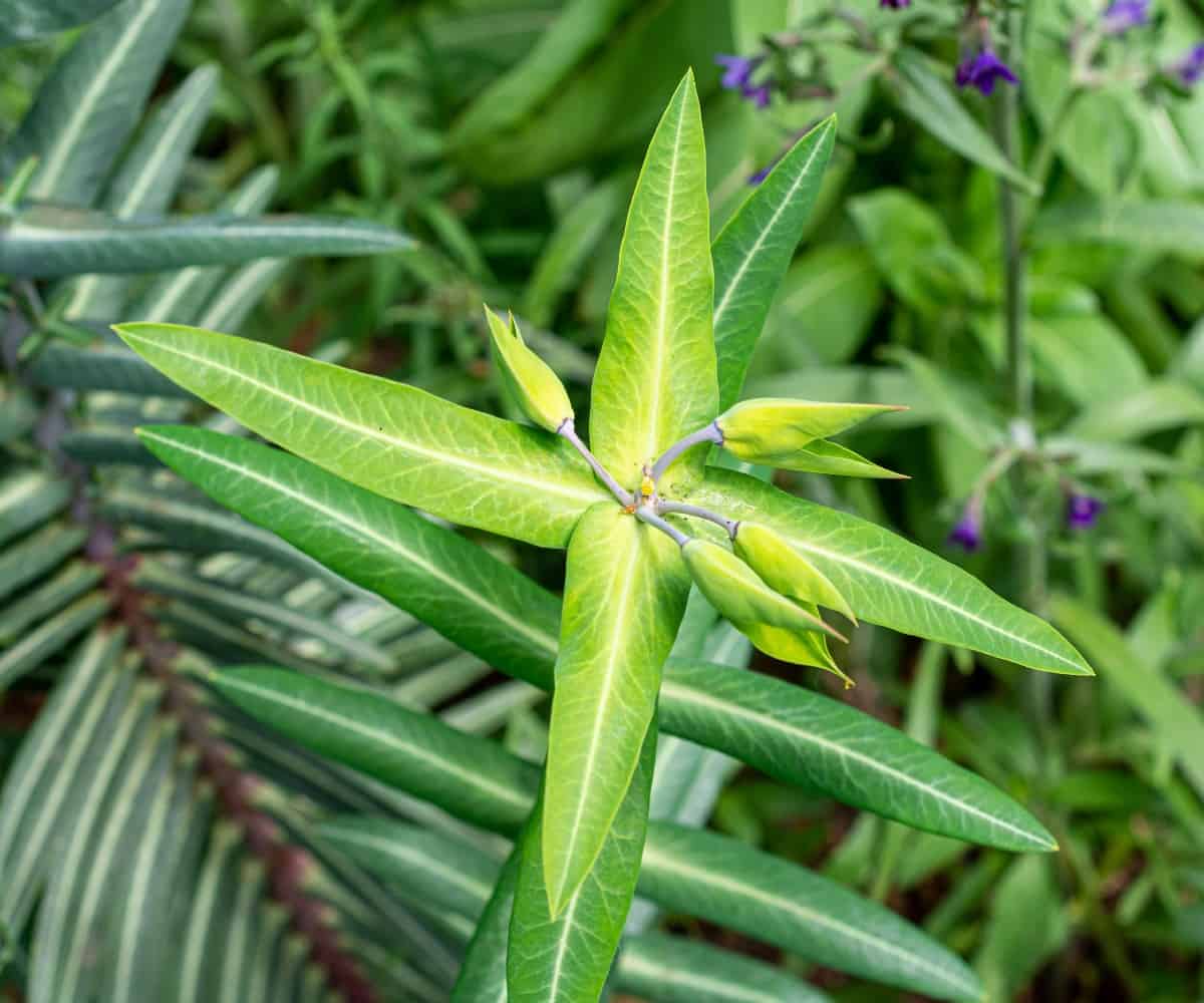 The caper spurge has yellow flowers.