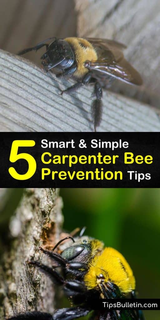 Protect your eaves and other wood surfaces from a carpenter bee infestation with this guide about bee prevention. Let us teach you how to spot sawdust, kill larvae to dissuade woodpeckers, and use homemade pesticides and aerosol to keep them from returning. #carpenter #bee #prevention