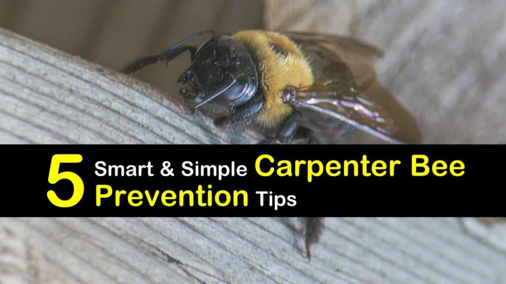 Carpenter Bee Prevention titleimg1