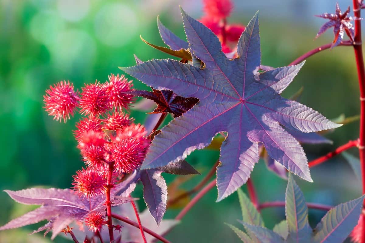 The castor bean plant is poisonous to moles and everyone else, too.