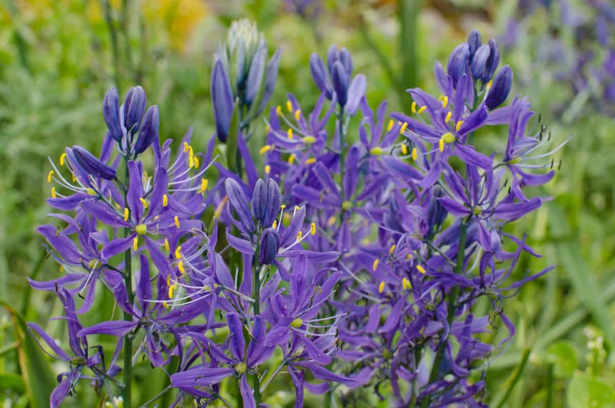 Common camas has an edible bulb.