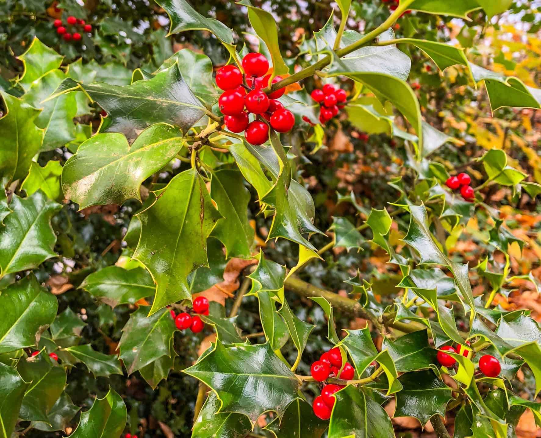 Common holly is well-known for its spiny leaves.