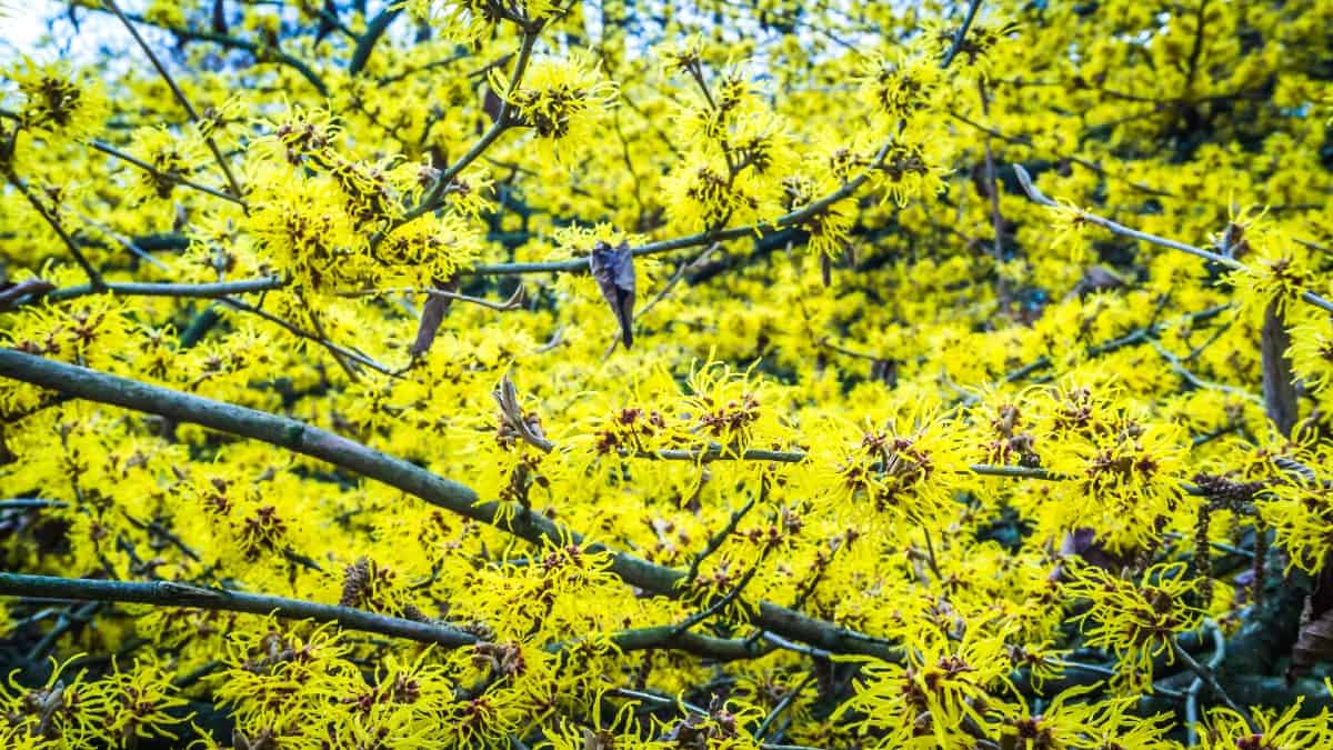 Common witch hazel has ribbon-like flowers.