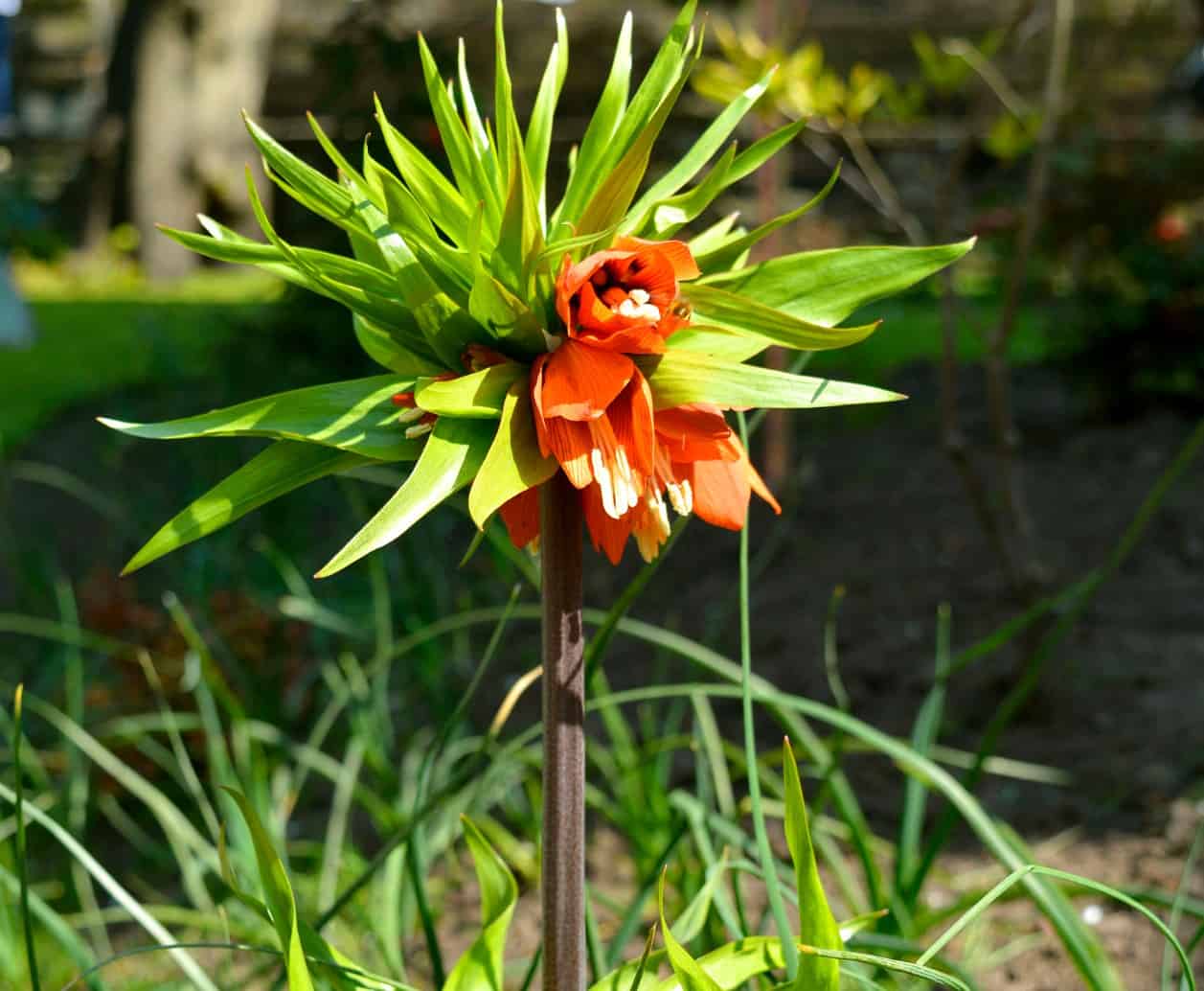 The crown imperial has bell-shaped flowers.