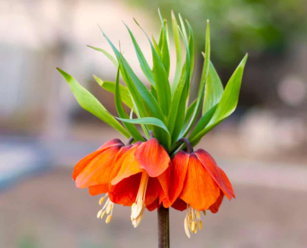 The crown imperial has an odor that repels skunks.