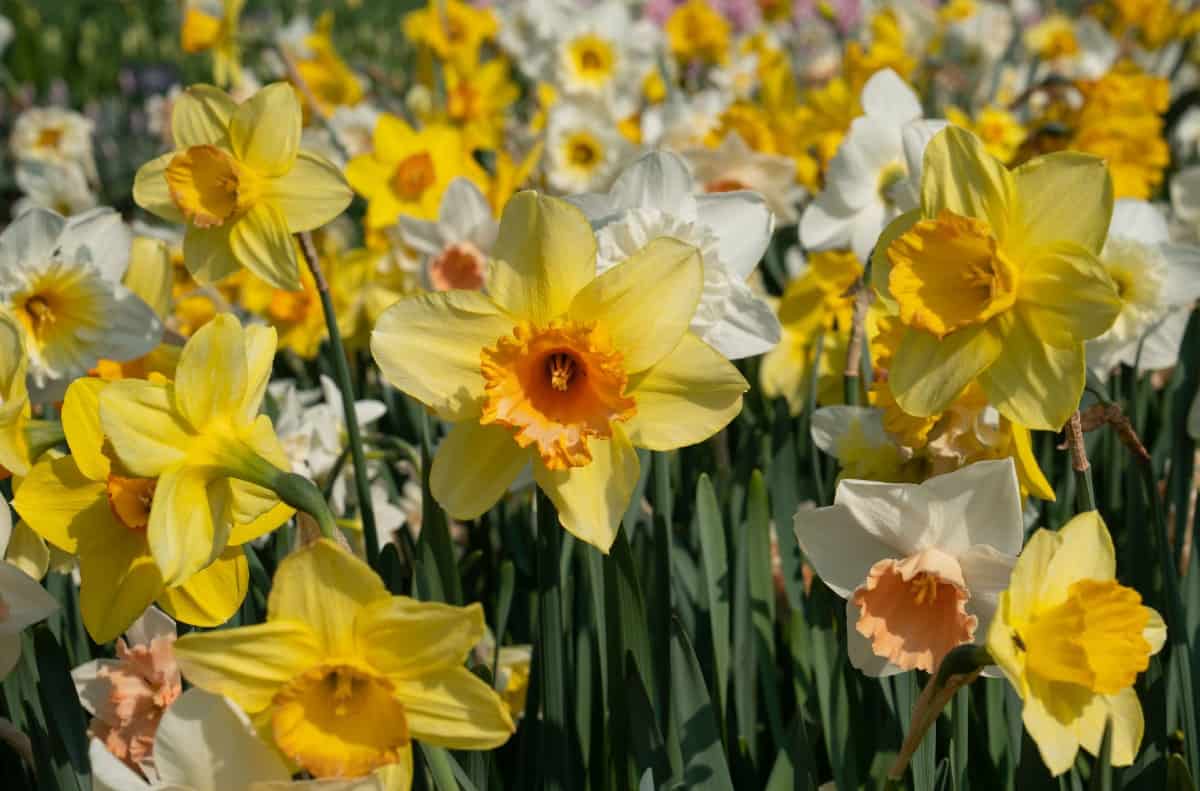 Daffodils are pretty mole-repellent plants.