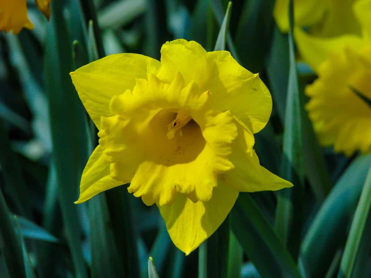 Daffodil flowers and bulbs are toxic.