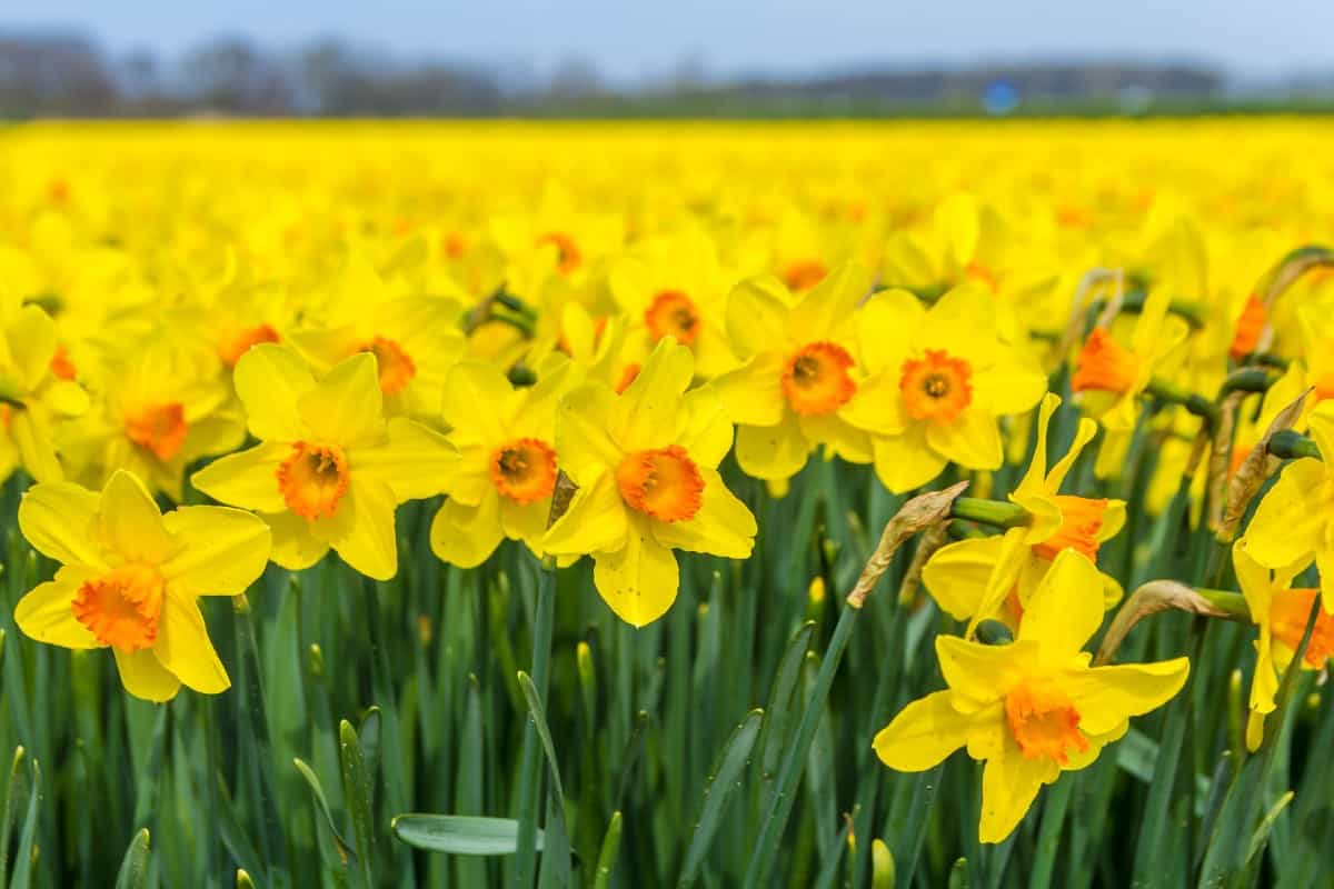 Daffodils are plants that repel chipmunks and other pests.