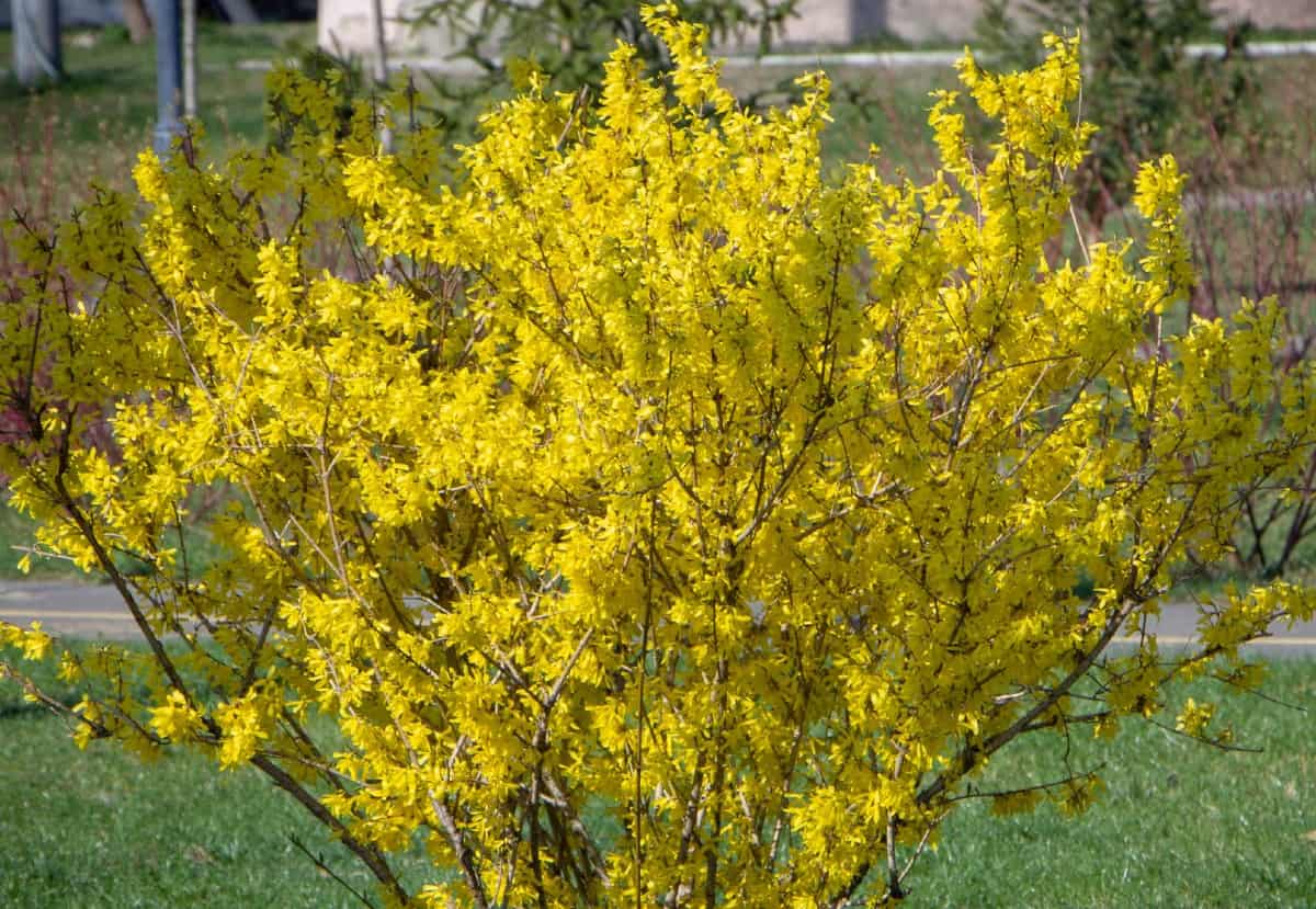 Forsythia makes an excellent foundation plant.