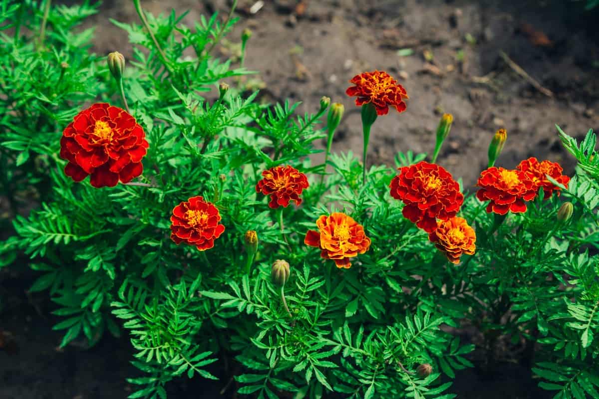 French marigolds are continuous bloomers.