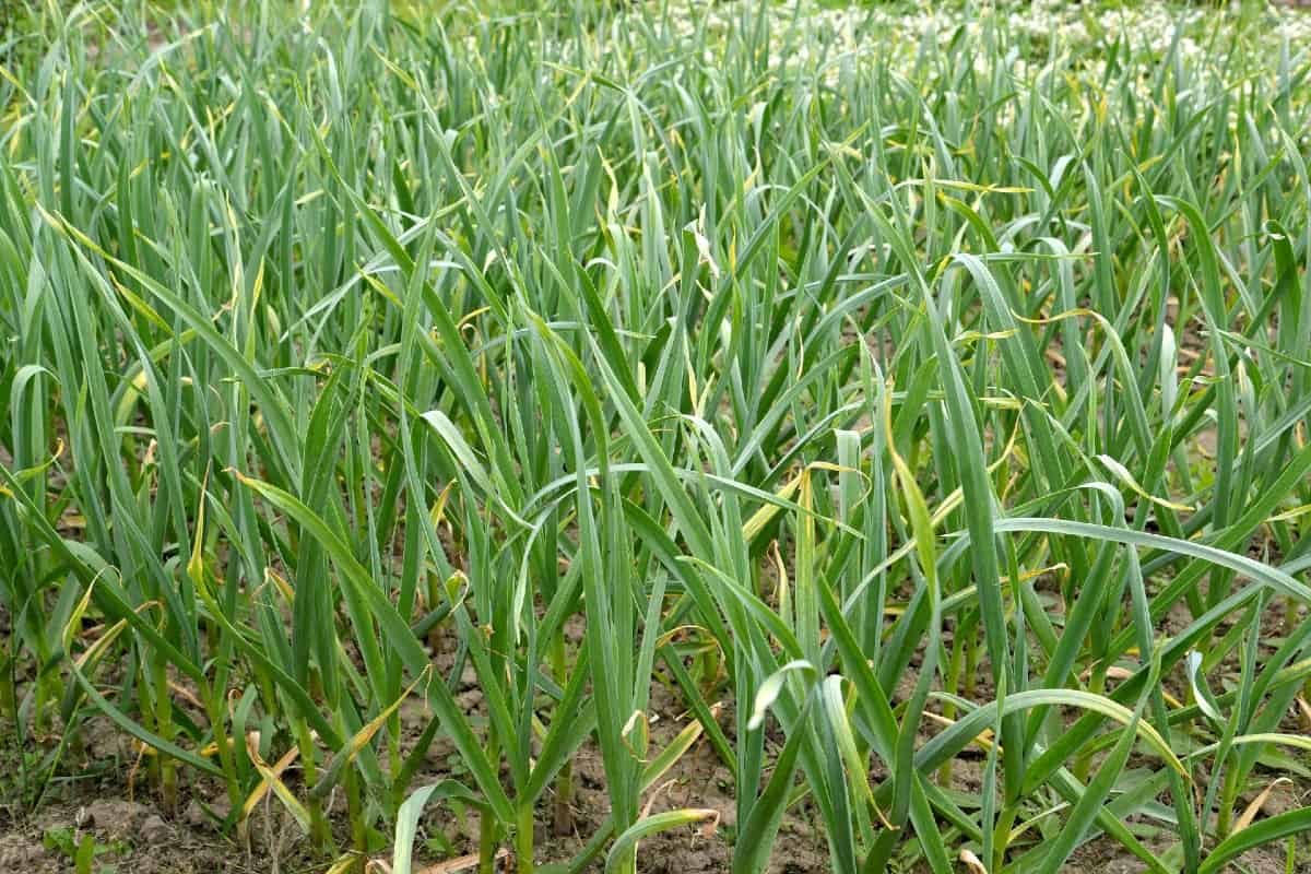 Plant garlic in the fall for a summer harvest.